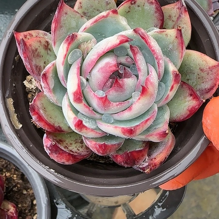 100 惊鸿仙子多肉植物6-9cm