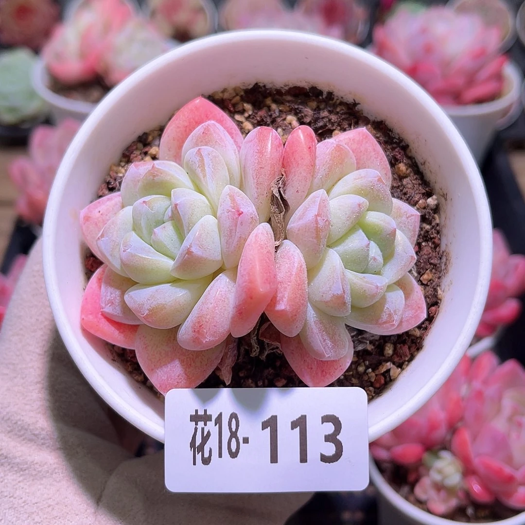 花利美18-113冰玉双头