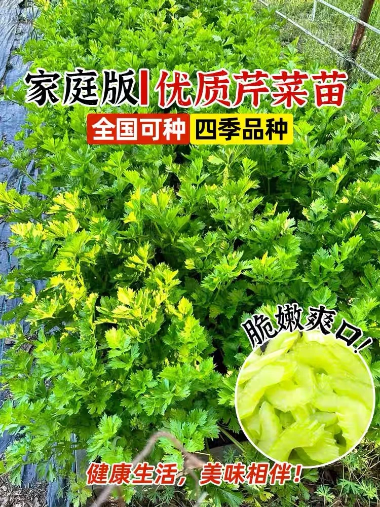 四季小香芹菜苗秧苗耐寒青杆白实心老品种白红芹种籽阳台种菜