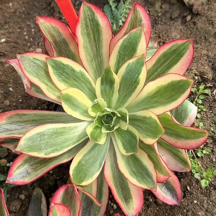 1-2021魅影多肉法师