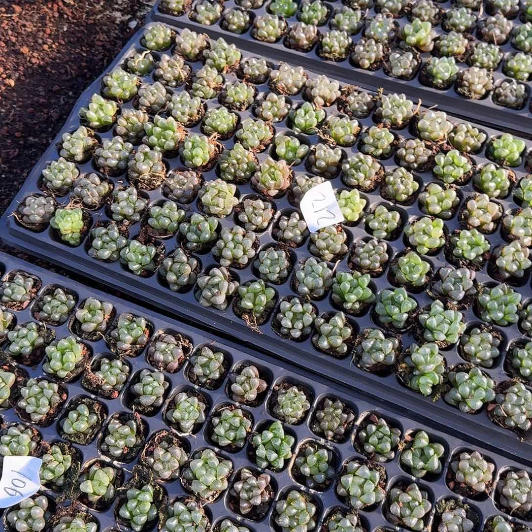 105孔玉露20颗不售后量拍