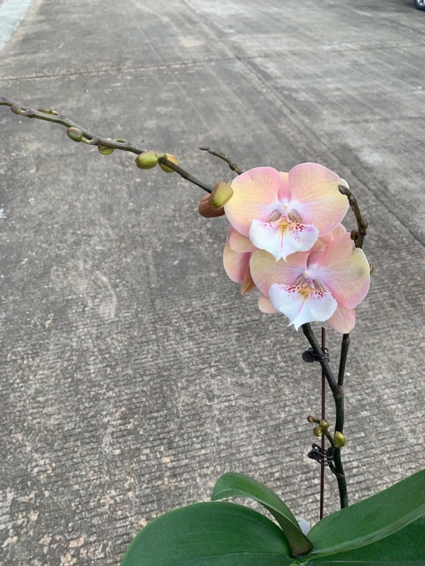 彩虹独角兽台湾苗(4338版本)3.5寸开花株