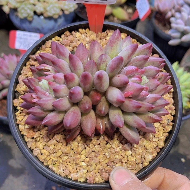 7982流沙体虞美人。