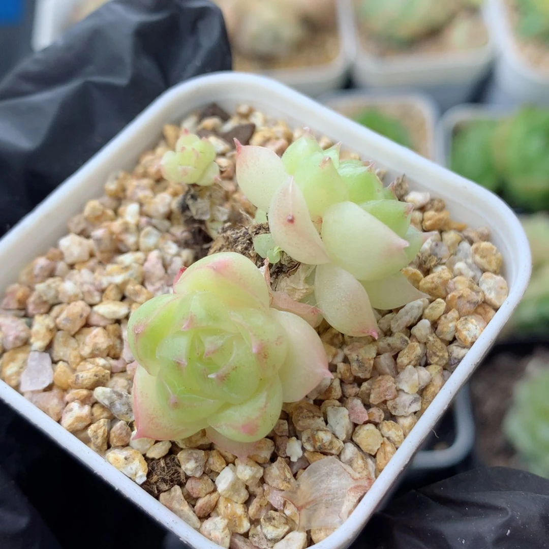 58包邮  群生不包整麦秆64