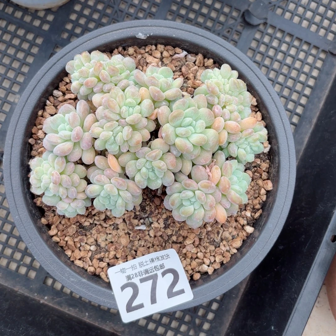 冰桃缀化无盆土发货