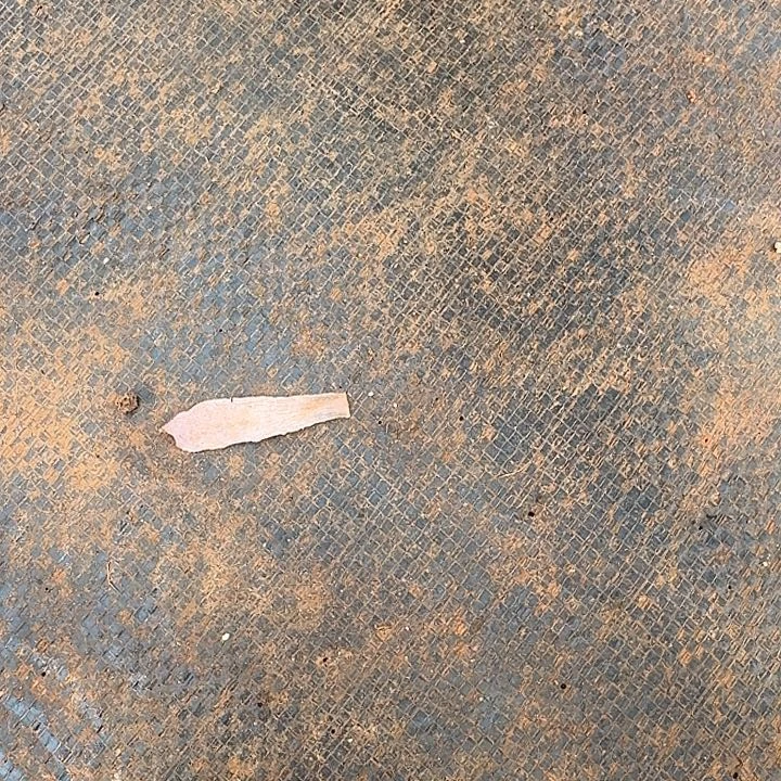 盲盒多肉一颗福利