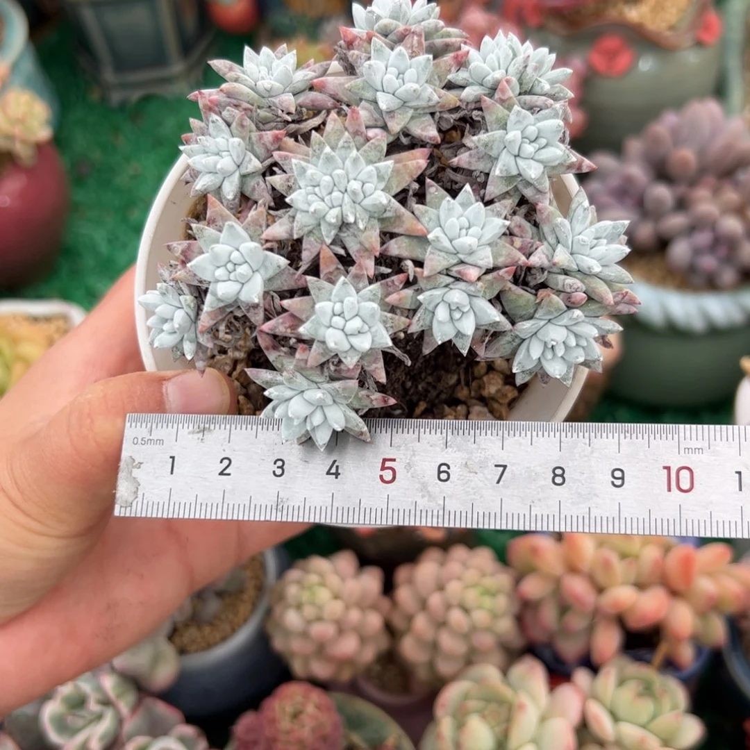 蓉739 多肉植物组合盆栽