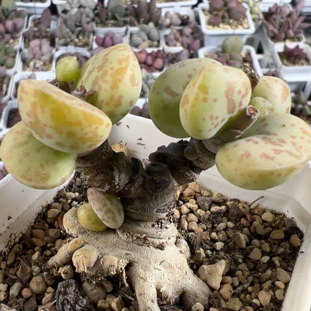 花蛋季节性锦老桩多肉植物水泡