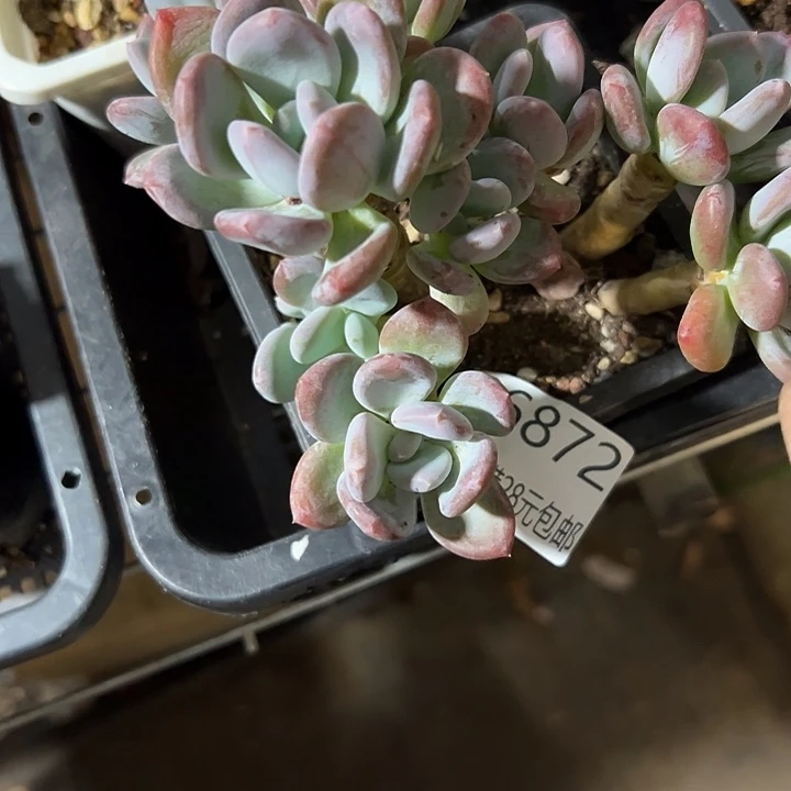 鸡***肉幸运的是我还没遇到过