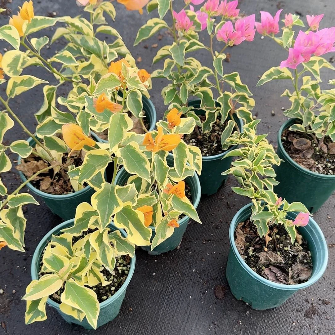 完全开放三角洲和蜡染粉