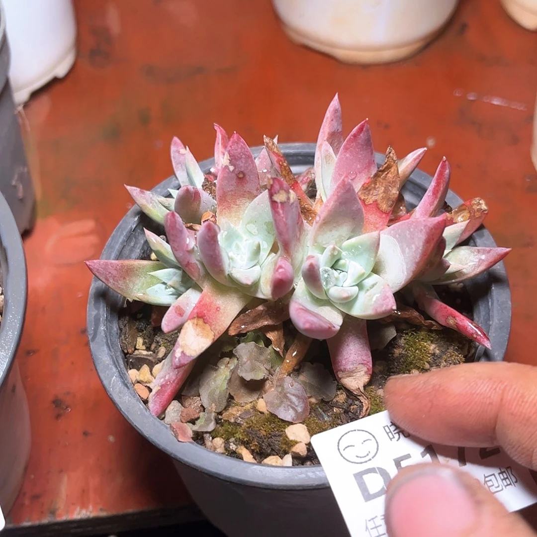 5172刘丹杂交多肉