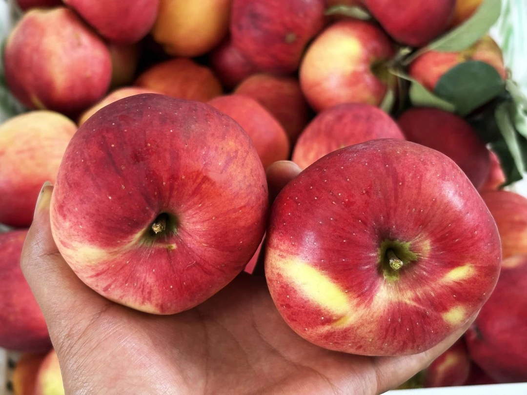 2025产地直发正宗昭通红露丑苹果当季现摘精品大果