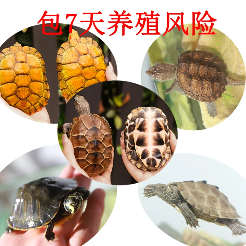 乌龟活物巴西龟珍珠龟黄耳地图西锦火焰观赏宠物大小乌龟直播链接