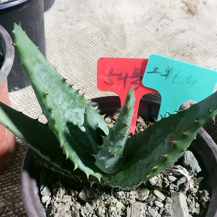 【闪购商品】无花朵好望角芦荟