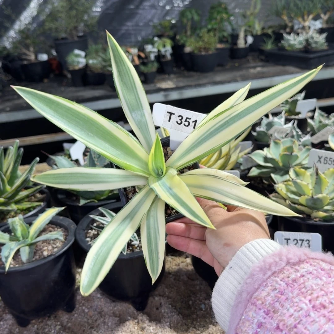 福利翡翠盘锦脱土发