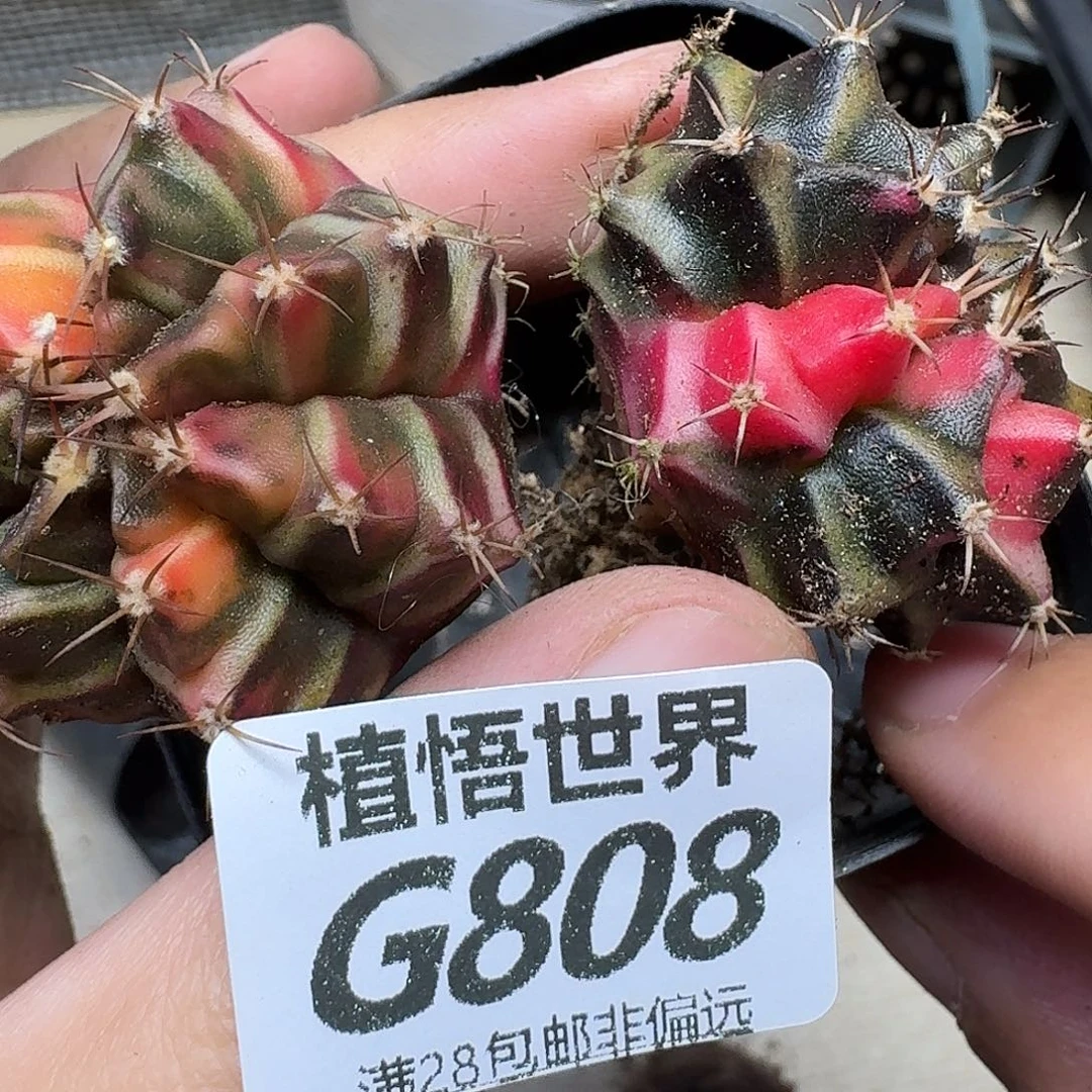 多肉植物的动作ghh