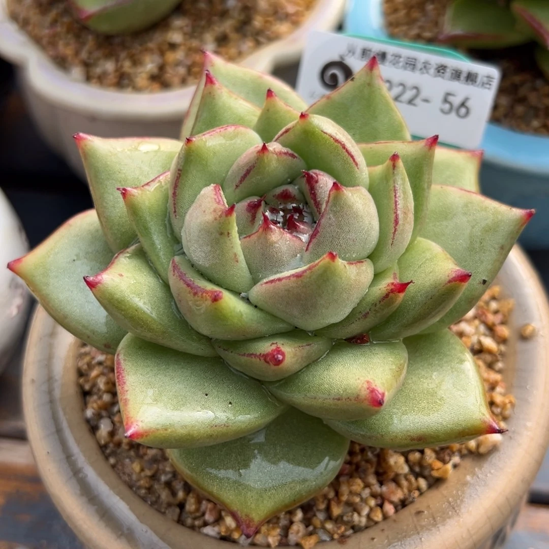 从前慢多肉精选编号0222.56