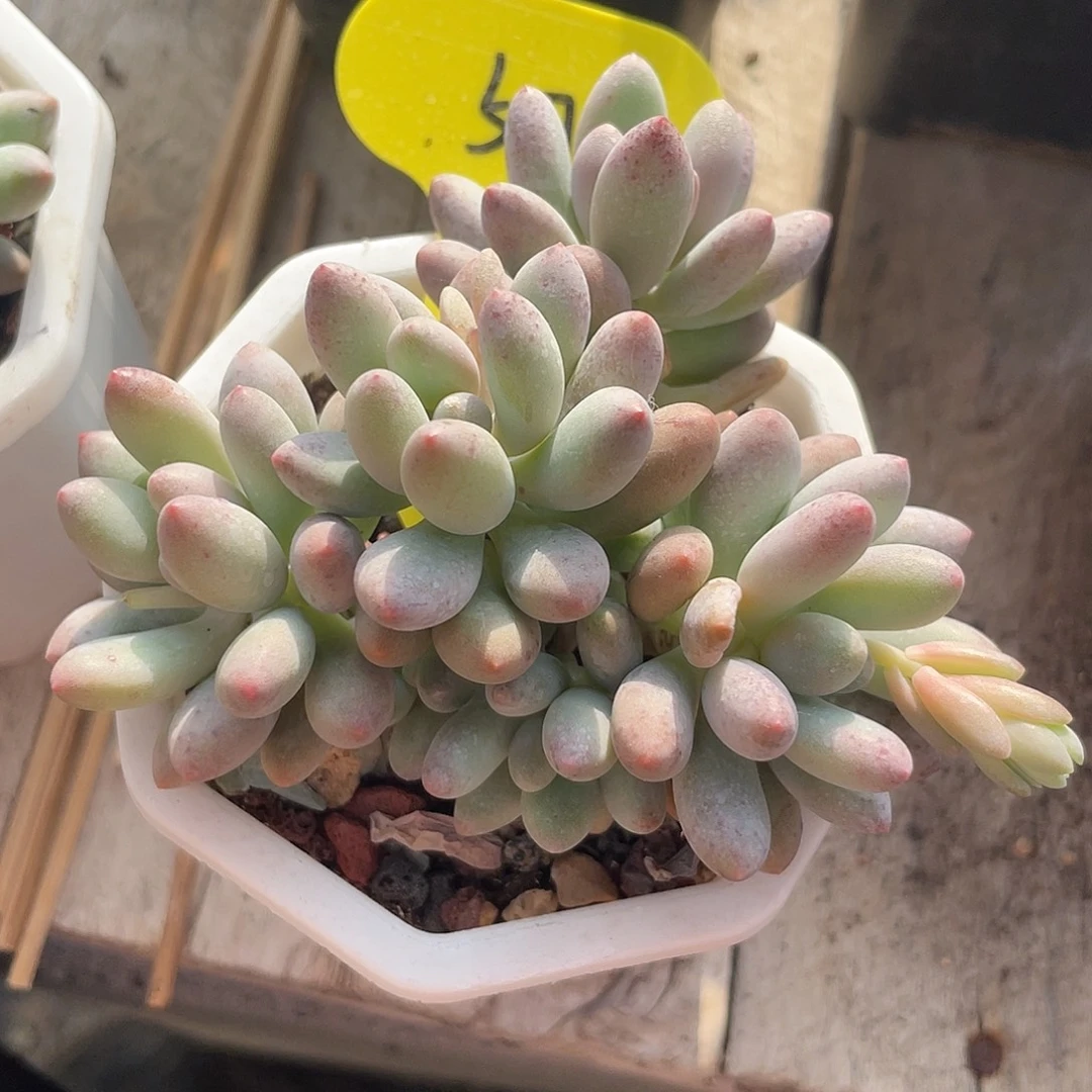 苹果美人多肉植物507