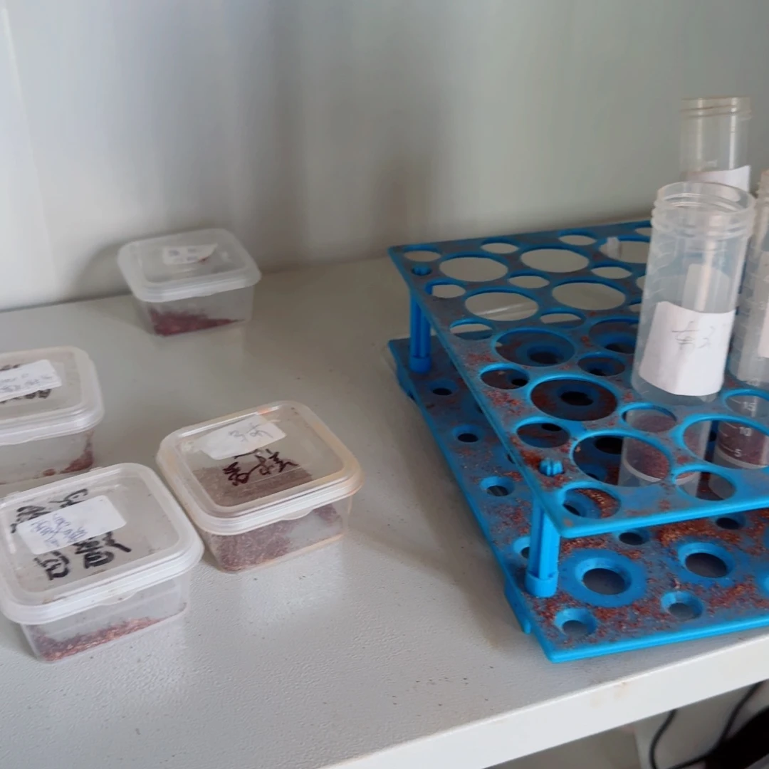 种子100粒混合量拍