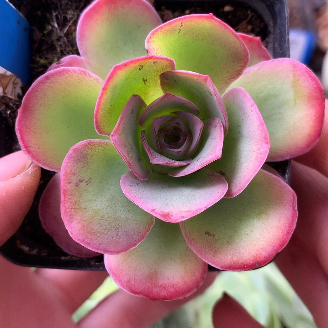 一物一拍蝶恋花908