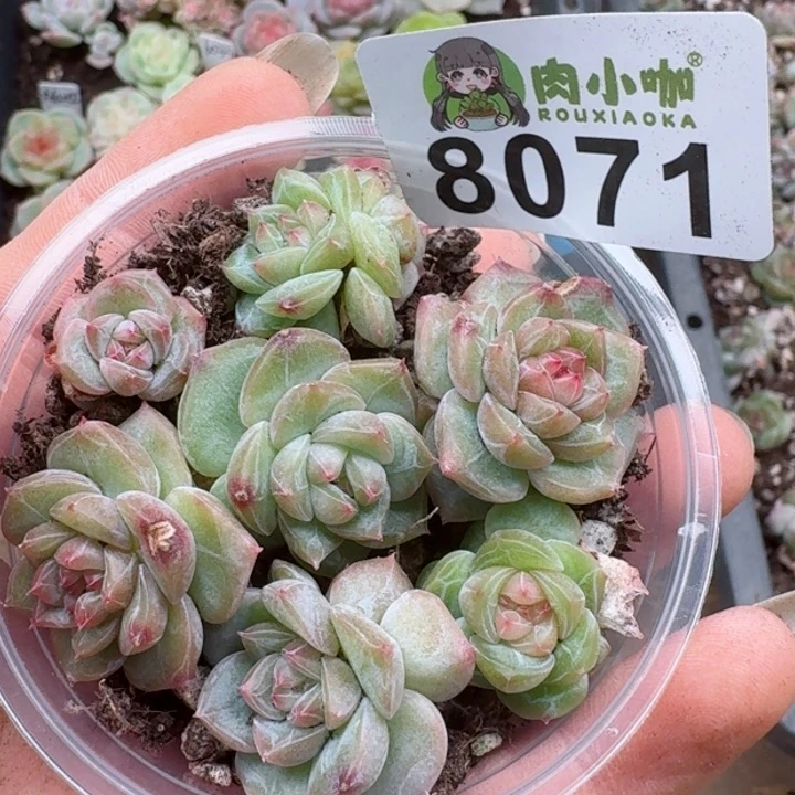 多肉植物多肉植物