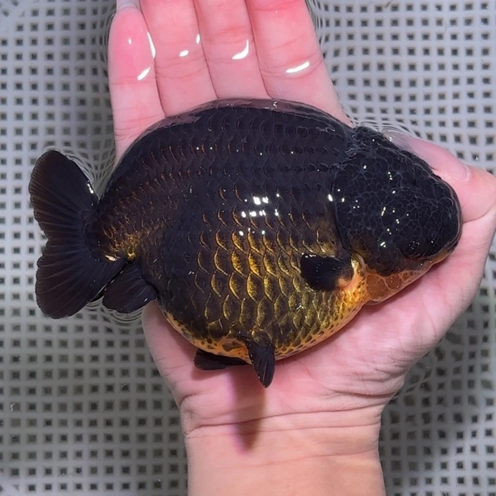 海水鱼金鱼兰寿活体淡水观赏鱼