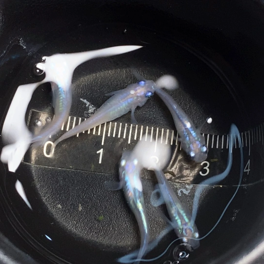 海水小型观背青鱂红帝两条