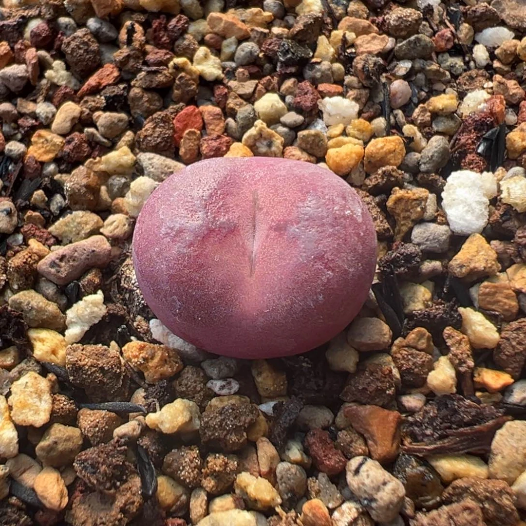 P****t多肉单头优选吕杂一棵特  po