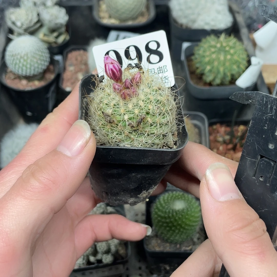 98白虎（满18包邮）