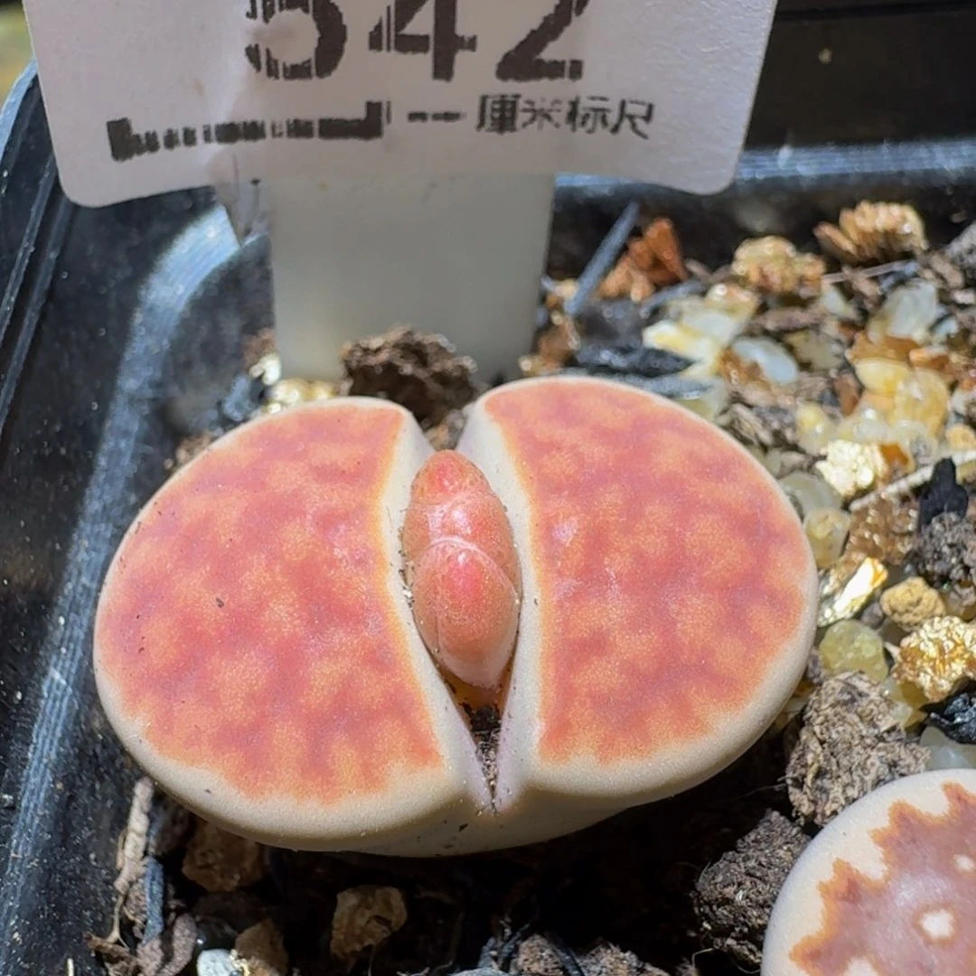 Ssss精品生石花542