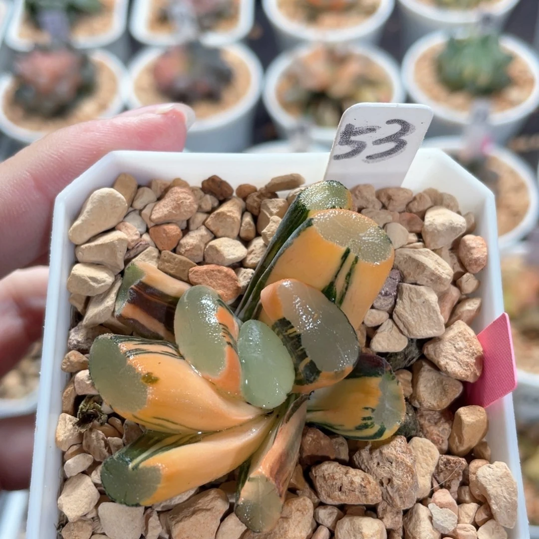 53紫镜万象锦。