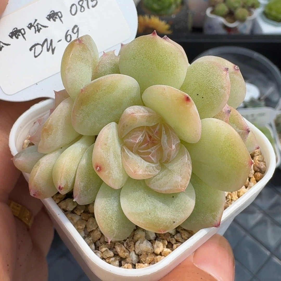 0815-069-芳草一九