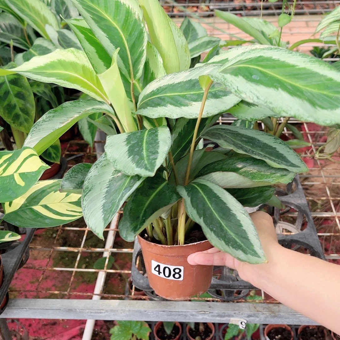 完全开放408 青莲竹芋