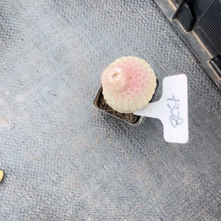 晨语多肉一物一拍+328