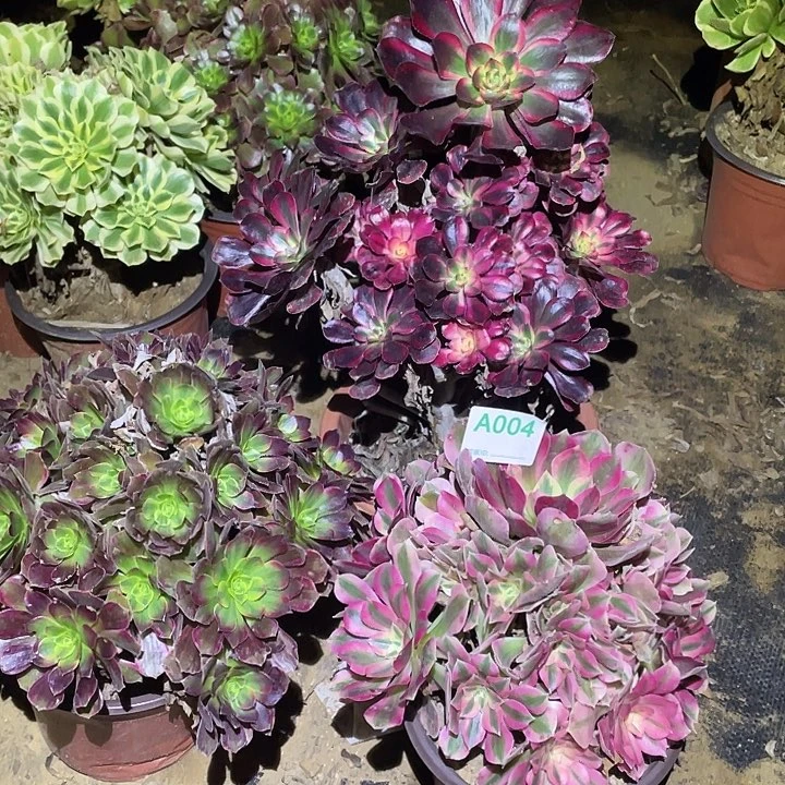 多肉植物断枝不包4法师3颗