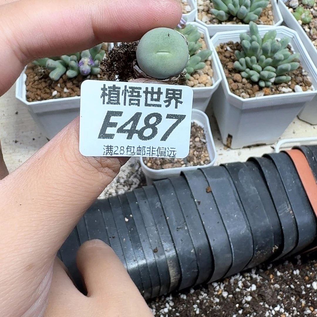 多肉植物的润泽fggh