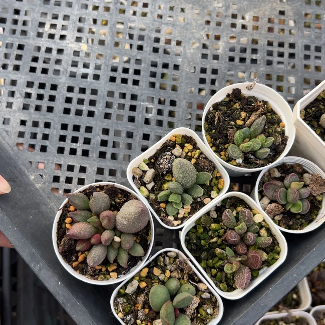 ****芳实生新品多肉植物水泡