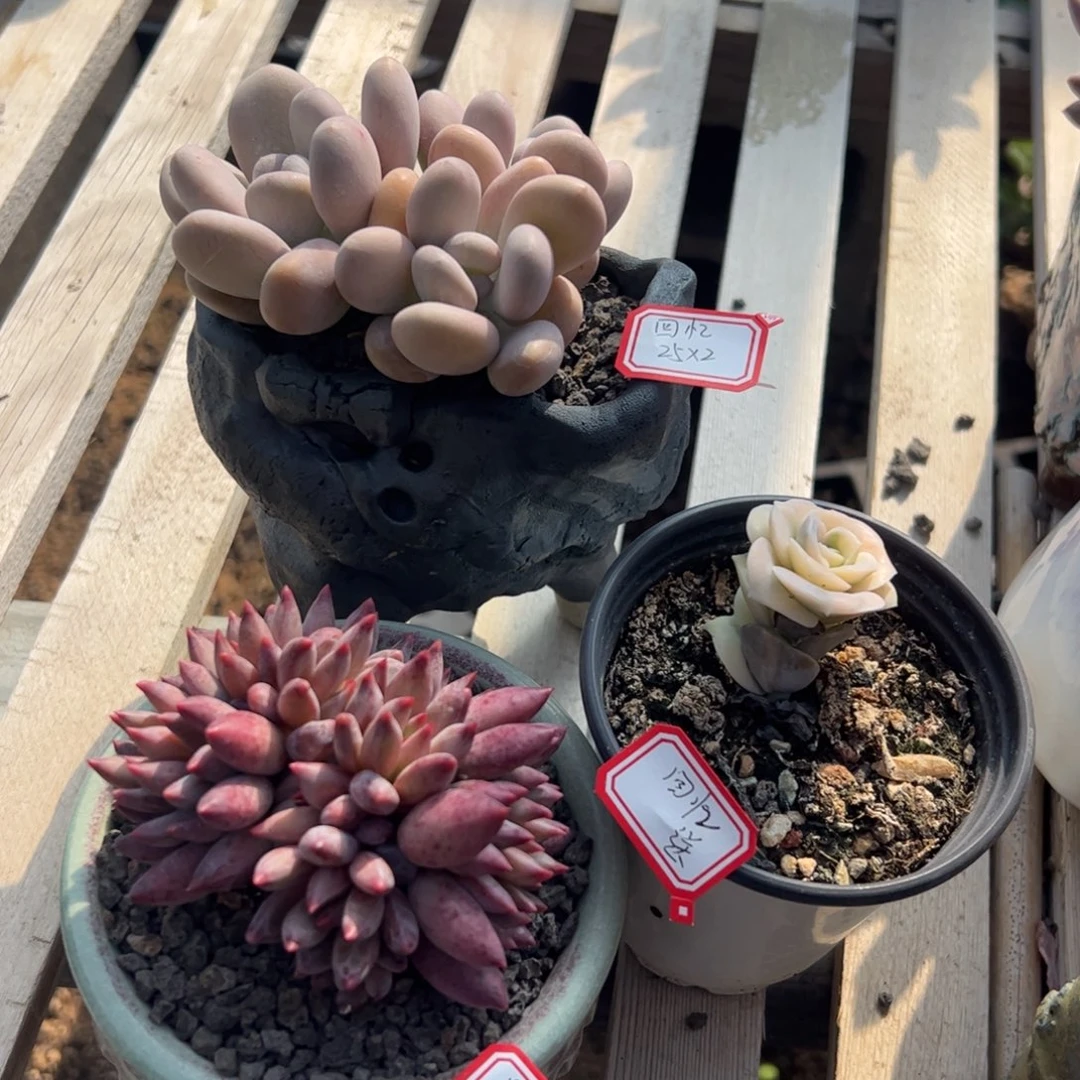 多肉植物多肉植物