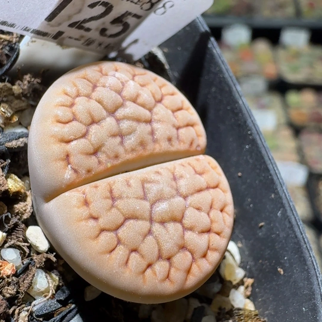 Ssss便宜出了清仓125