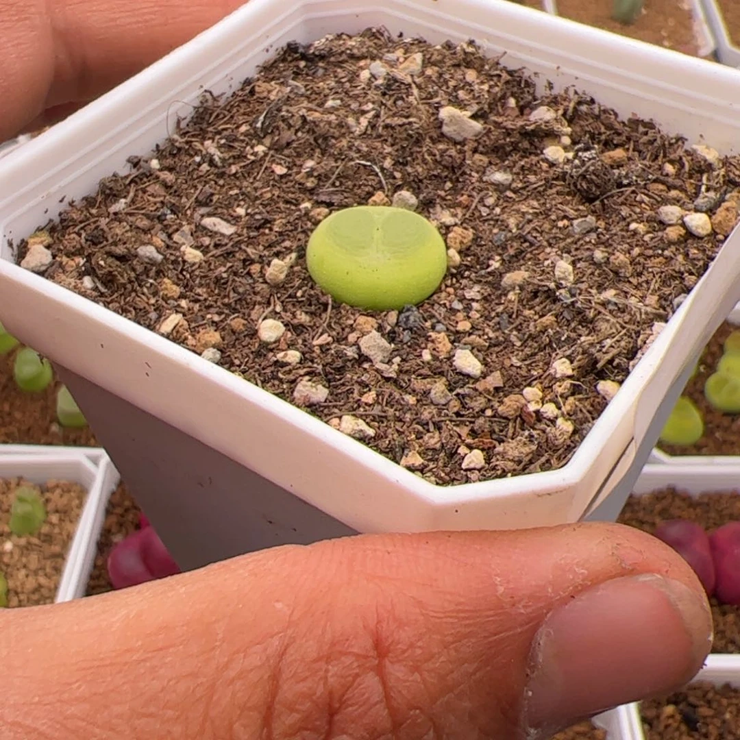 5.13拉登福利多肉，113