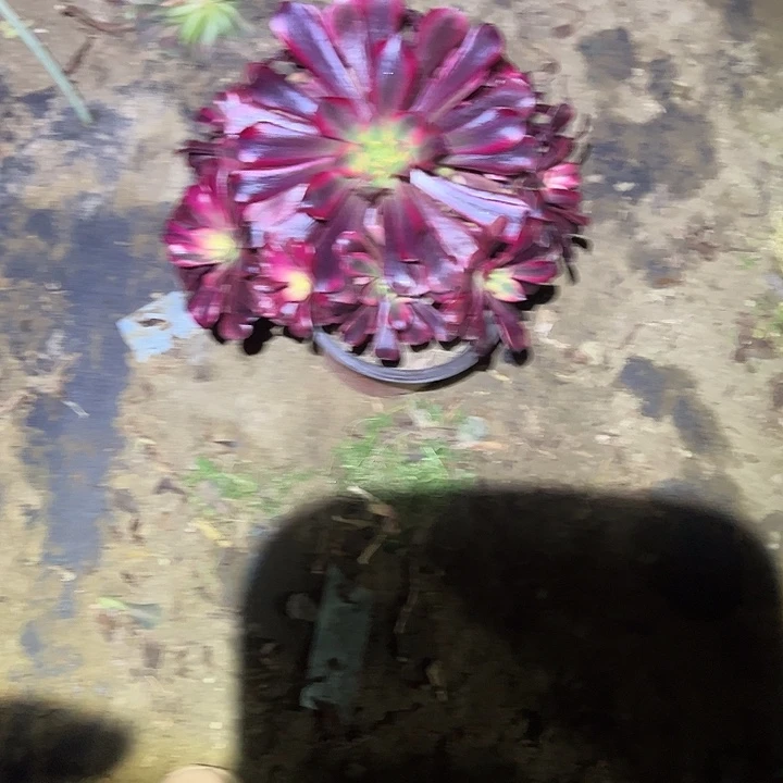 不包侧枝一物一拍28