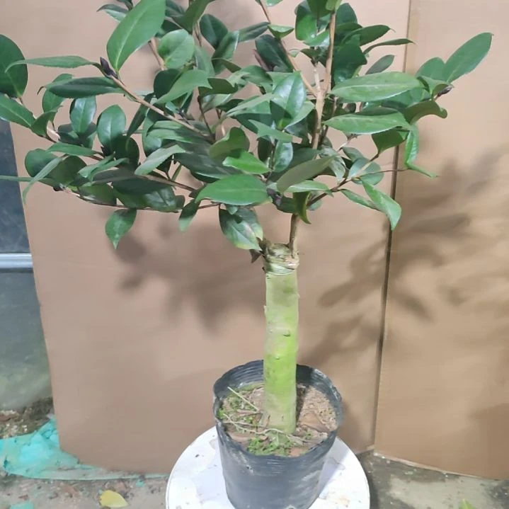 超级红叶贝拉390原盆