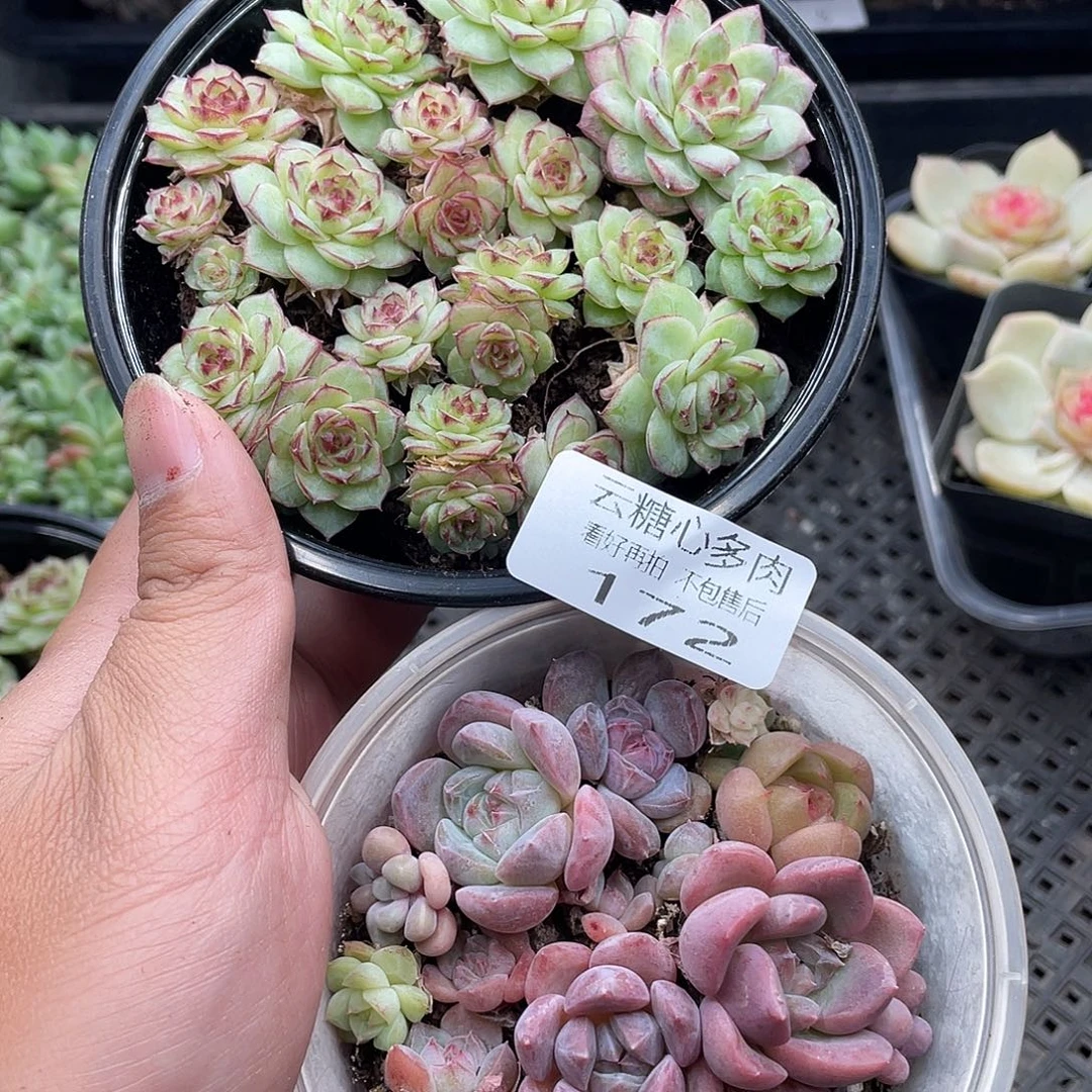 云糖心多肉植物172