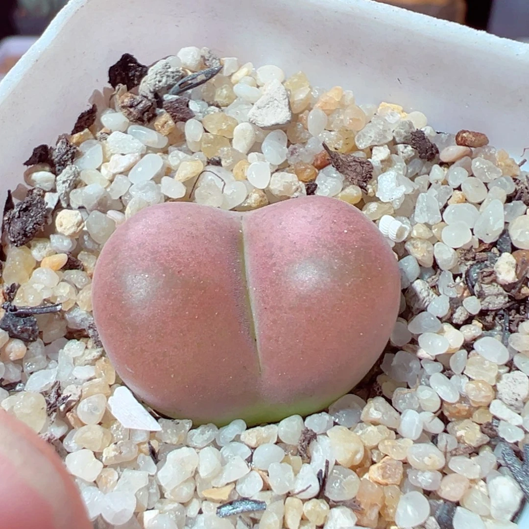 ～***～829-604多肉多肉多肉