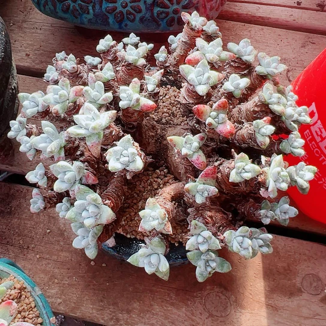 9101微瑕白姆仙女杯多肉