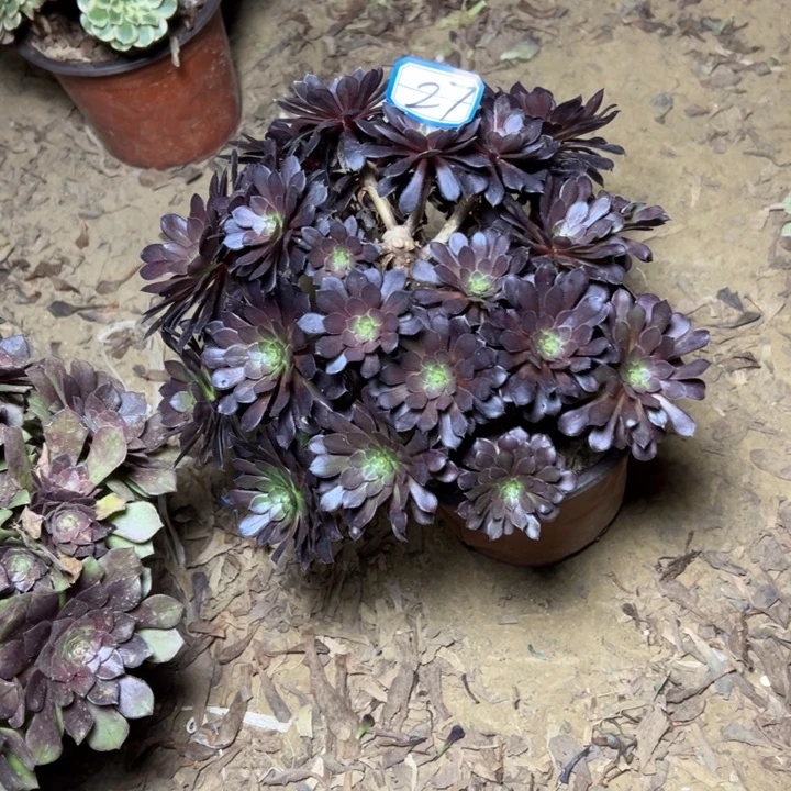 多肉植物黑铜法师27