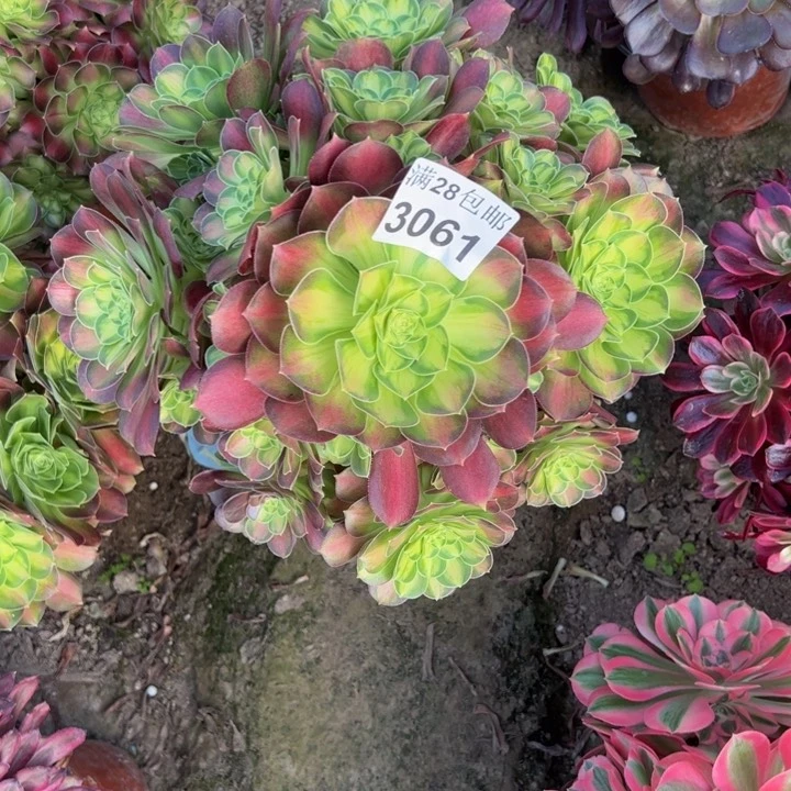 3061韶华多肉植物