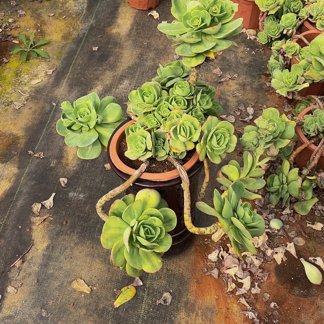 鸡蛋碧桃妖装48多肉老桩