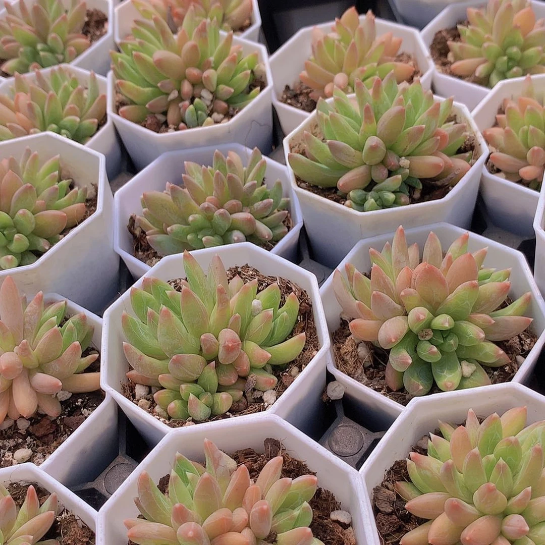 两颗幻影美人345678999000