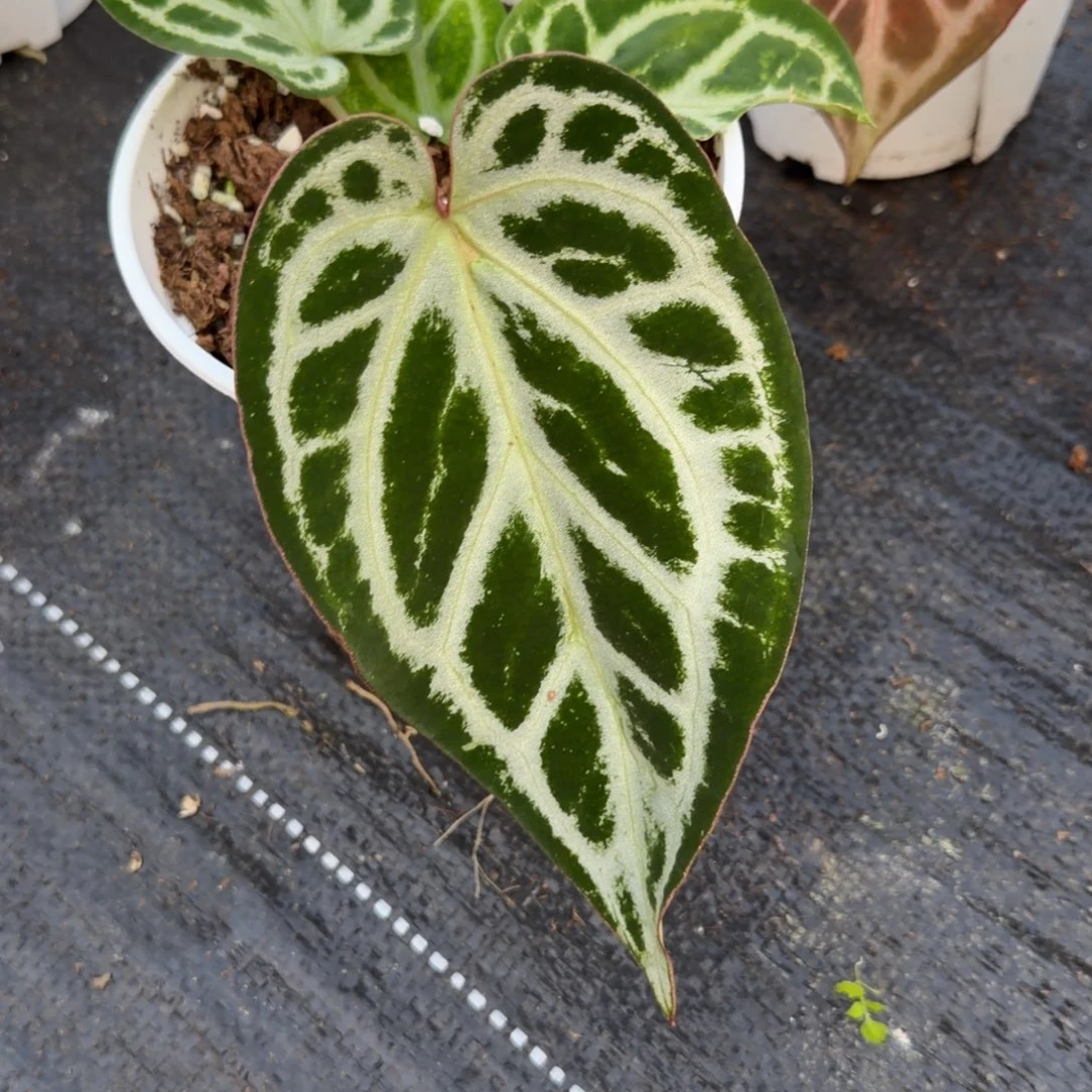 完全开放银光芙蓉